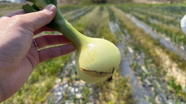 高品質な有機野菜の生産も