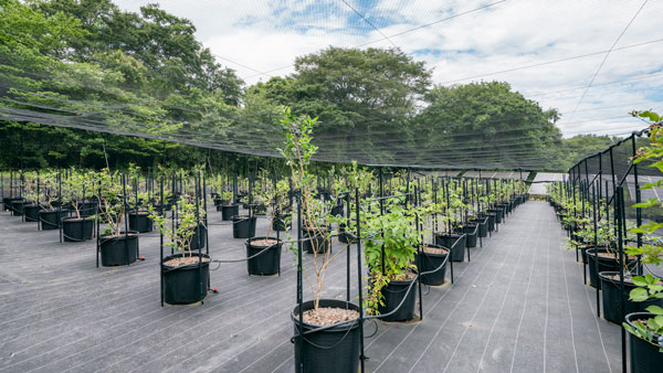 こだわりの鉢植え栽培