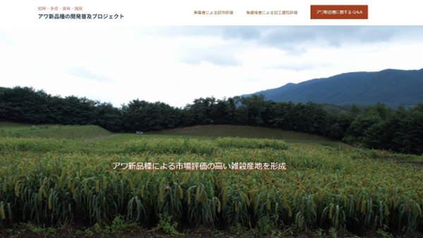 岩手県で取り組み「アワ新品種プロジェクト」サイト開設　日本雑穀協会