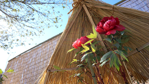 1月に開花するよう特別な管理で抑制栽培した島根県・大根島産のぼたんを展示