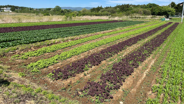 福島県矢吹町に農業法人「旬彩ファーム」を誘致　アグリメディア