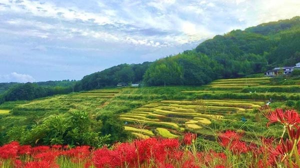 内成棚田（大分県別府市）