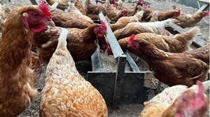 持続可能な養鶏飼料の開発へ　コオロギ粉末を活用　エコロギー