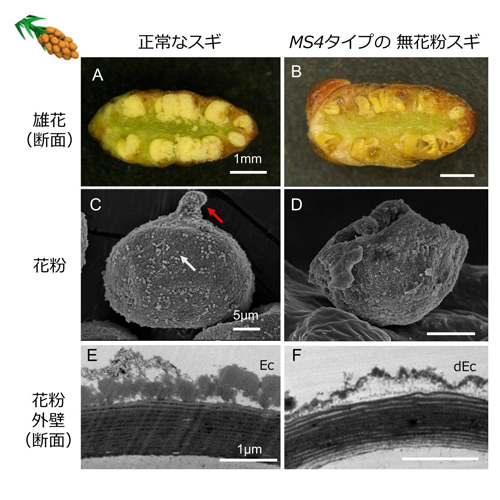 正常なスギ（左）とMS4タイプの無花粉スギ（右）の雄花および花粉の形態比較