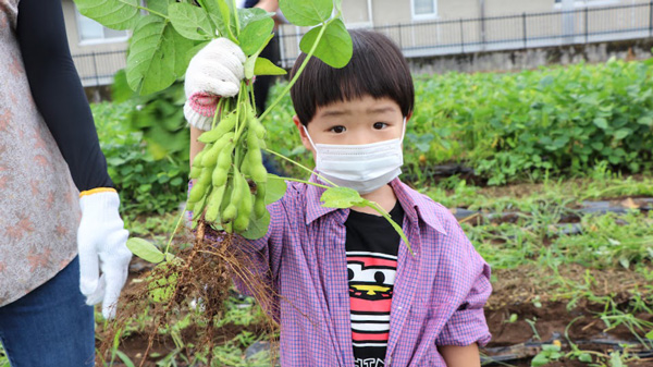 昨年も子どもたちの手で枝豆を収穫