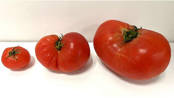 自社農場（東京都調布市）で栽培したトマトの規格外品