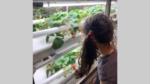 日販City Farming事業 が名古屋に初進出　植物工場産いちごを使ったメニューを提供