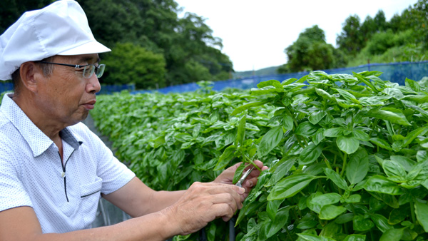 バジルの2節目以上の新芽だけを手摘み