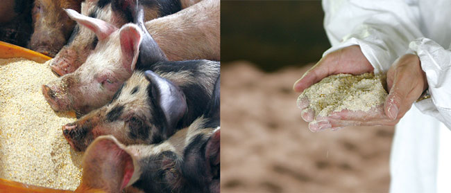 豚に与える飼料用米給餌量を約1.2倍に「日本の米育ち 平田牧場 三元豚」共同購入　生活クラブ
