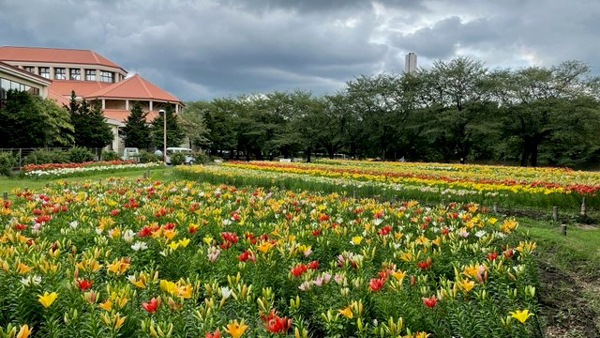 ユリ切花の廃棄茎を有効利用　深谷グリーンパークと共同研究開始　埼玉工業大