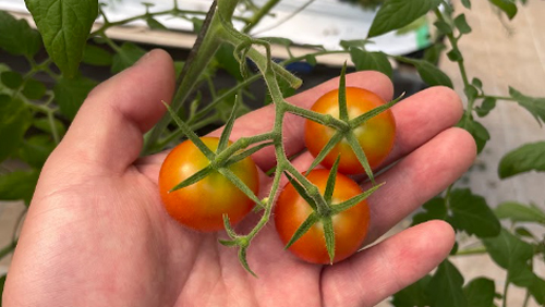 猛暑で日に焼けたトマトをレスキュー「おたすけOisix」で畑のフードロス削減
