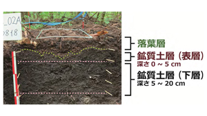 原発事故後10年間の森林土壌中　放射性セシウム動態を解明　森林総合研究所