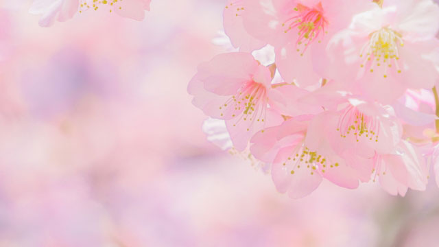PCR法でソメイヨシノ開花予測技術を開発　つぼみから開花まで遺伝子のはたらきを解析