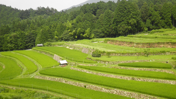 棚田LOVERS「活兵庫県神崎郡市川町の春の棚田