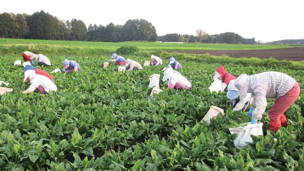 イシハラフーズのほうれん草畑。除草剤を使わず手作業で草取りするため雇用創出にもつながる