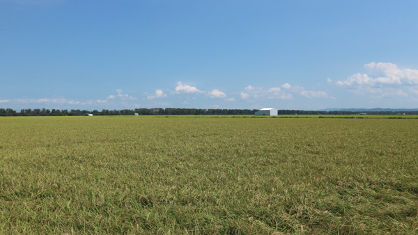 大潟村は干拓農地で、圃場が大きく、整備がしっかりされている