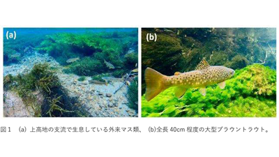 長野県上高地における外来マス類の影響　在来イワナの捕食を確認.png