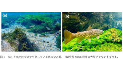 長野県上高地における外来マス類の影響　在来イワナの捕食を確認