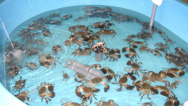 モクズガニの飼育水槽の様子