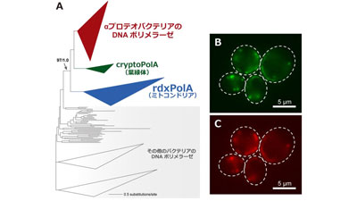 原始的ミトコンドリアDNA複製酵素の発見　筑波大など研究グループs.jpg