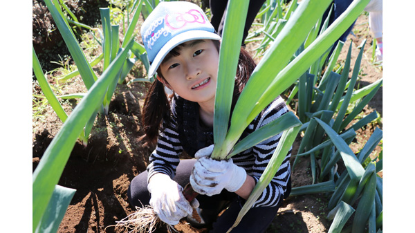 収穫体験のようす(2024年度)