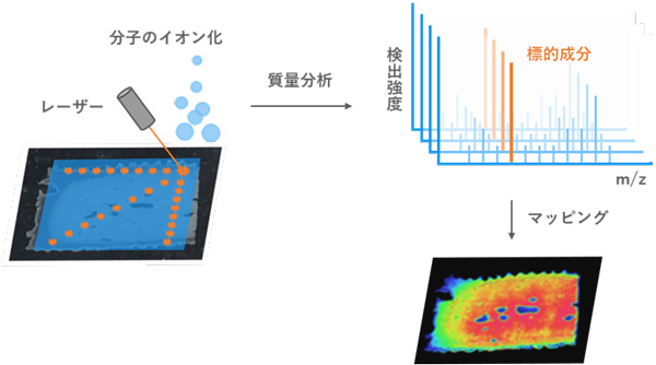 質量分析イメージング：試料表面を細かい点毎に分析し、そこに存在する分子の分布をマッピングする可視化技術