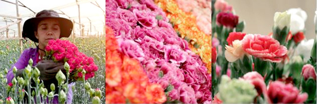 南米コロンビアで世界最大級の花展示会「PROFLORA」10月に開催