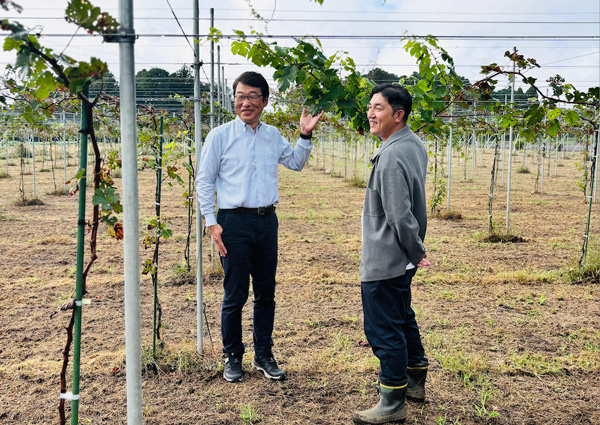 自社ブドウを栽培する下田圃場（千葉市若葉区下田町）