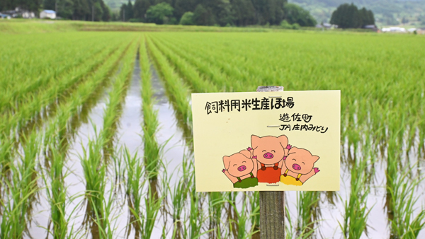 平田牧場の豚に給餌する飼料用米の圃場