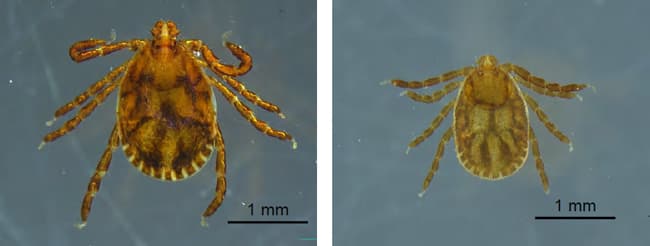 対馬で採集されたフタトゲチマダニの成虫オス（左）と若虫