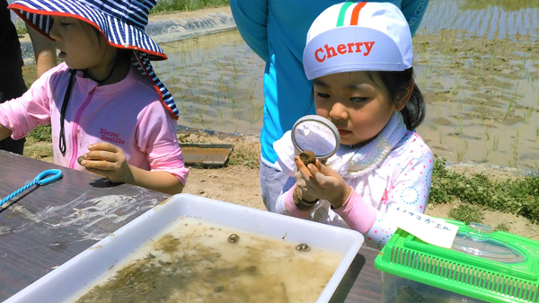田んぼの生き物調査
