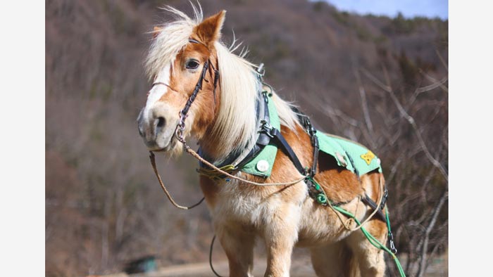 後継馬を仲間に入れて 馬との暮らしを継続発展　CF実施中　うまや七福