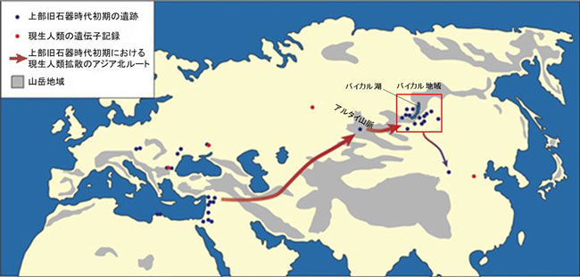 図1：ユーラシアにおける上部旧石器時代のアジア北ルートの人類拡散