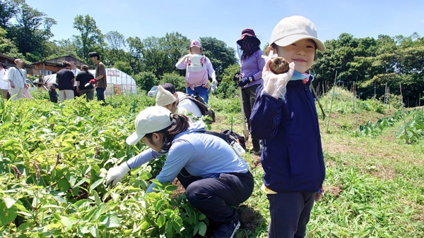 ジャガイモ収穫体験