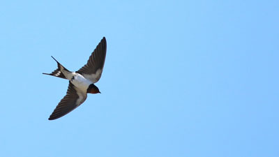 愛鳥週間　夏鳥を「eBird」に投稿キャンペーン実施　日本野鳥の会