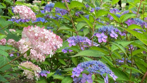 練馬区立「四季の香ローズガーデン」1300株の紫陽花など見ごろ