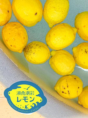 ＪＡかながわ西湘とコラボ　箱根小涌園で「湘南潮彩レモンの湯」開催