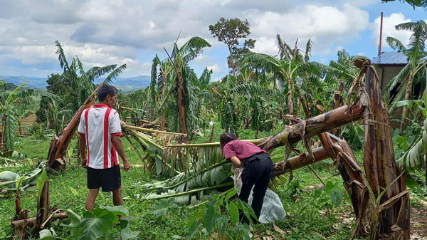 「バランゴンバナナ」産地　フィリピン台風被害を受けたバナナのほ場