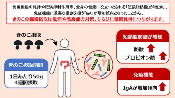 きのこを継続的に食べると免疫機能が向上　腸内のメカニズム解明　ホクト