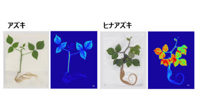 特殊なデンプンでナトリウムを吸着・無害化するヒナアズキ　特殊な耐塩性機構の正体を解明ｓ.jpg