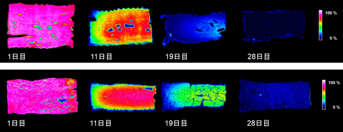 上から、熟成中のチーズ断面の乳酸分布の変化（伝統製法）、熟成中のチーズ断面の乳酸分布の変化（スタビライズ製法）
