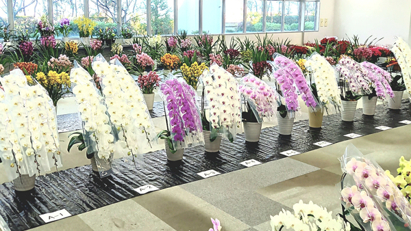 花を楽しむ「世田谷市場ウインターフラワーフェスタ2023 」開催　東京都