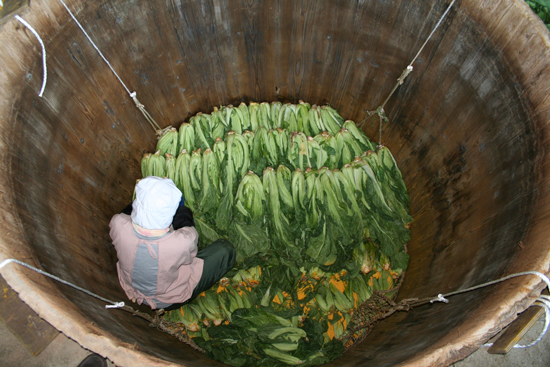 巨大な木桶に一束ずつ漬け込まれる高菜