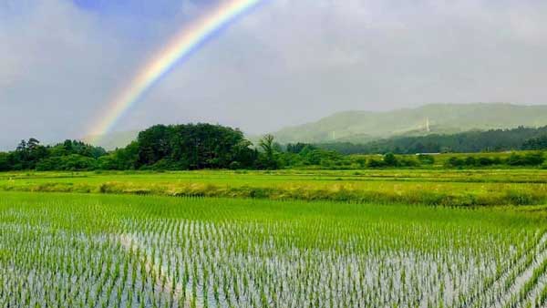 地元農家と連携「銀河のしずく」田植え体験付きプランを販売　雫石プリンスホテル