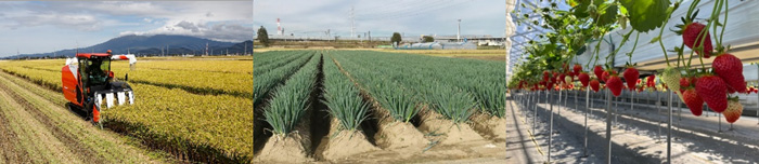 長野県で農業事業に本格参入「ちくほく農場」が綿半グループ入り