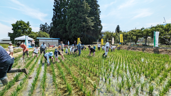 田んぼでの草取り