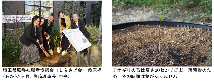 被爆・戦後-80-年記念事業-「被爆アオギリ二世」を植樹 コープみらい