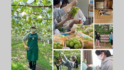 巨峰の人気復興へ　長野の老舗農家と大手IT上場企業がコラボ　ノウタスｓ.jpg