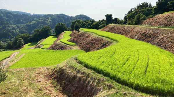 上越吉川の「棚田米」を食べ比べ　在来種青大豆とともに生産者来訪　パルシステム東京