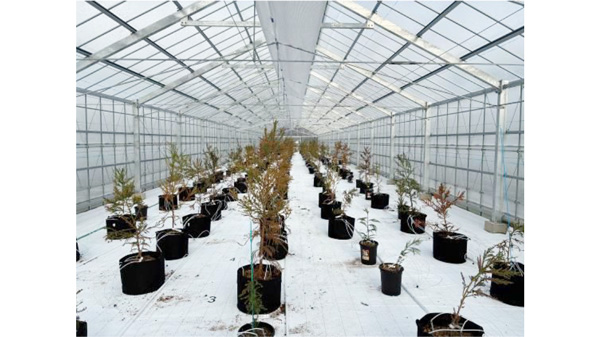 秋田工場に国内最大のエリートツリー「秋田閉鎖型採種園」開設　日本製紙